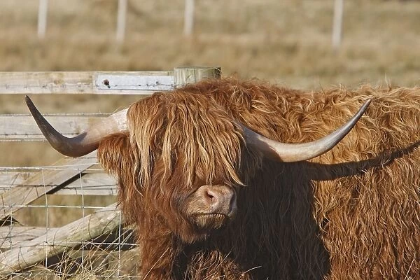 Highland Cattle - Aviemore - Scotland