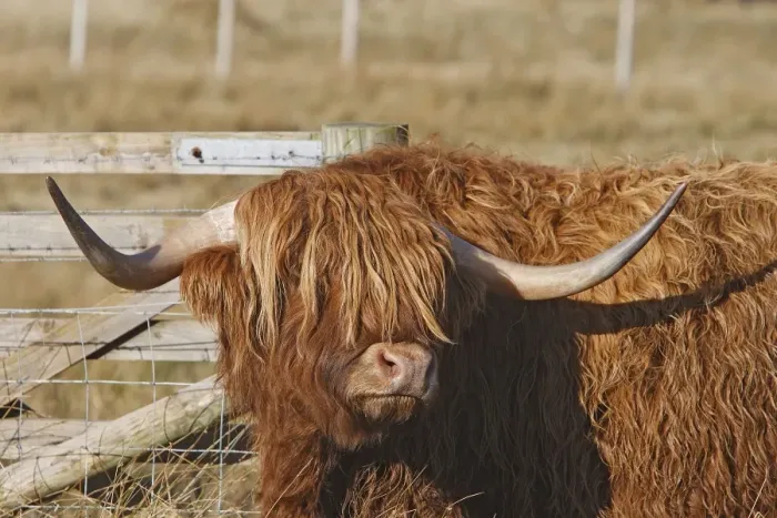 Framed Print : Highland Cattle - Aviemore - Scotland Framed Print : Highland Cattle - Aviemore - Scotland