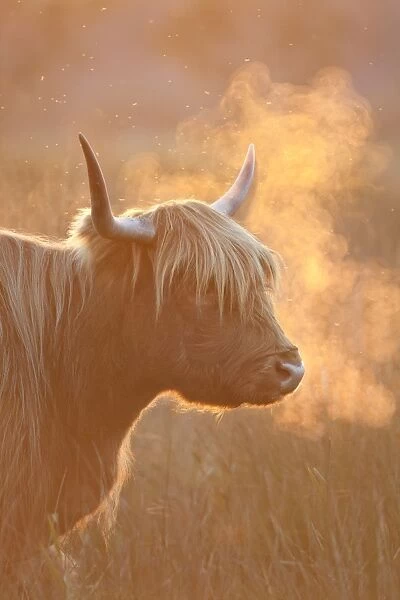 Highland Cattle - breath visible - Norfolk grazing marsh - UK