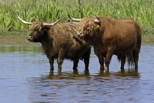 Highland Cattle-Bull and cow standing in lake, to cool down in summer, Isle of Texel, Holland