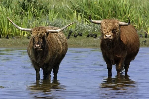 Highland Cattle-Bull and cow standing in lake to cool down in summer, Isle of Texel, Holland