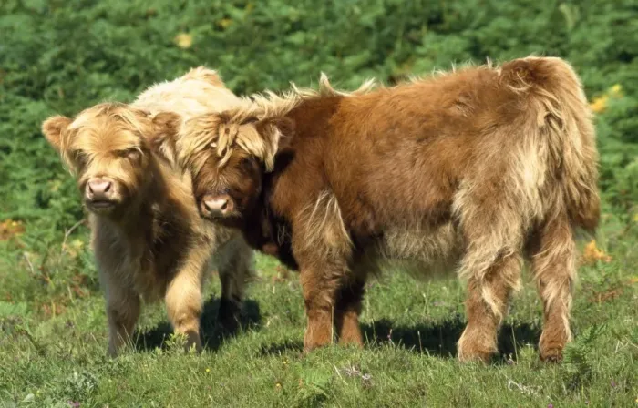 Framed Print : Highland Cattle - two calves Framed Print : Highland Cattle - two calves
