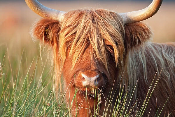 Highland Cattle - chewing on grass