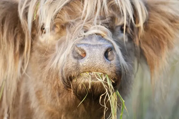 Framed Print : Highland Cattle - chewing on grass - Norfolk grazing marsh - UK Framed Print : Highland Cattle - chewing on grass - Norfolk grazing marsh - UK