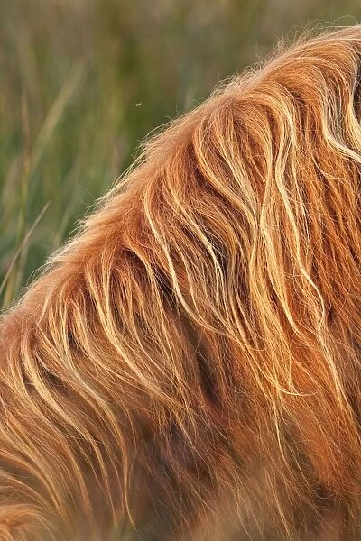Highland Cattle - close-up of hairy coat - Norfolk grazing marsh - UK