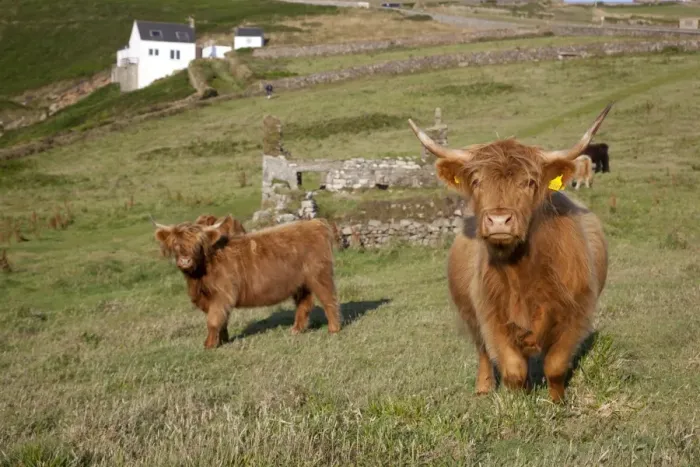 Framed Print : Highland Cattle - Cornwall - UK Framed Print : Highland Cattle - Cornwall - UK