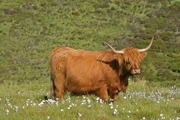 Highland cattle cow grazing on moorland Isle of Skye, Highlands, Scotland, UK
