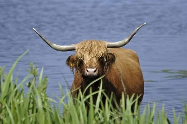 Highland Cattle-cow standing in lake to cool down in summer, Isle of Texel, Holland