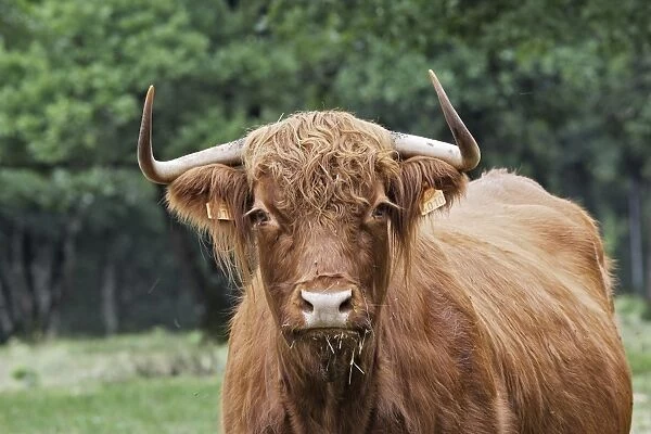 Highland cattle. France