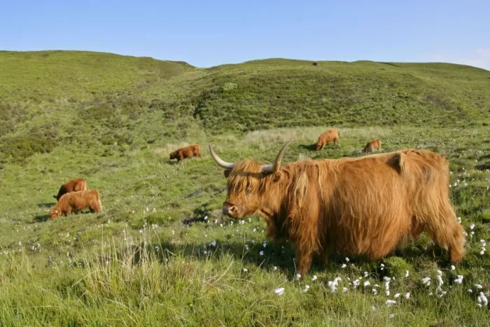 Framed Print : Highland Cattle herd on moorland Isle of Skye, Highlands, Scotland, UK Framed Print : Highland Cattle herd on moorland Isle of Skye, Highlands, Scotland, UK