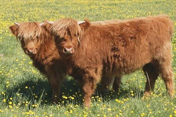 Highland Cattle JD 15791 © John Daniels  /  ARDEA LONDON