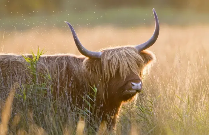 Framed Print : Highland Cattle - Norfolk grazing marsh - UK