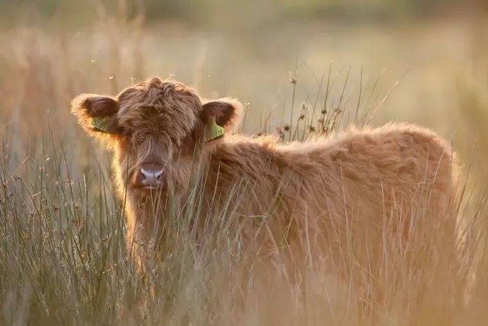 Framed Print : Highland Cattle - Norfolk grazing marsh - UK Framed Print : Highland Cattle - Norfolk grazing marsh - UK