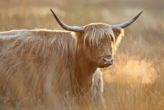 Framed Print : Highland Cattle - Norfolk grazing marsh - UK Framed Print : Highland Cattle - Norfolk grazing marsh - UK