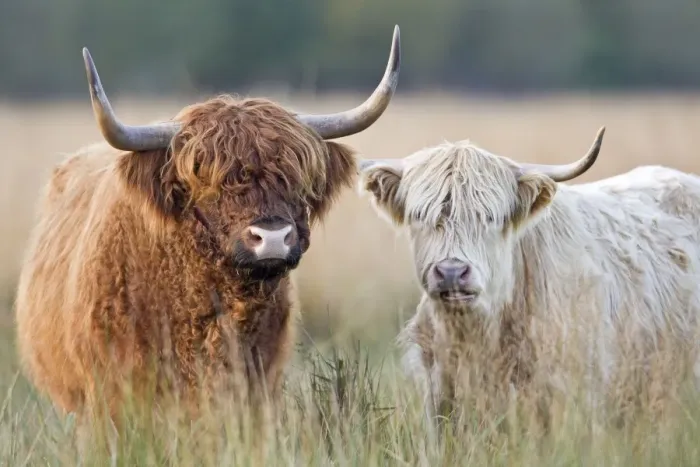 Framed Print : Highland Cattle - Norfolk grazing marsh - UK Framed Print : Highland Cattle - Norfolk grazing marsh - UK