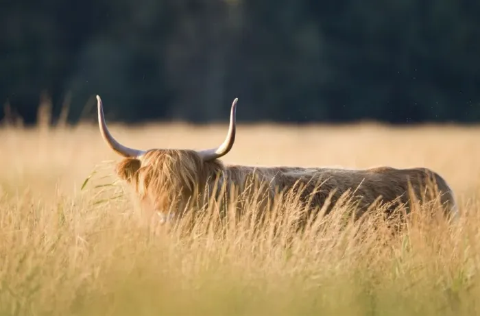 Framed Print : Highland Cattle - Norfolk grazing marsh - UK Framed Print : Highland Cattle - Norfolk grazing marsh - UK