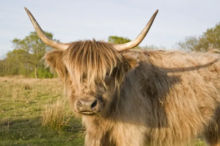 Framed Print : Highland Cattle - Norfolk grazing marsh - UK Framed Print : Highland Cattle - Norfolk grazing marsh - UK