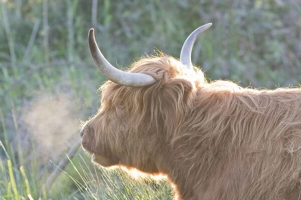 Highland Cattle Portrait with condensing breath Norfolk UK