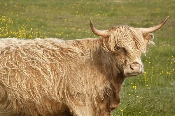 Highland cattle - Portrait showing head and shoulders - North Uist - Outer Hebrides - Scotland