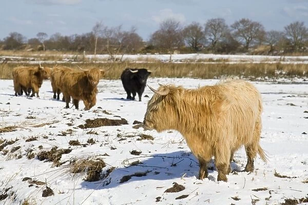 Highland Cattle - in snow covered field Norfolk - UK