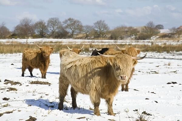 Highland Cattle - in snow covered field Norfolk - UK