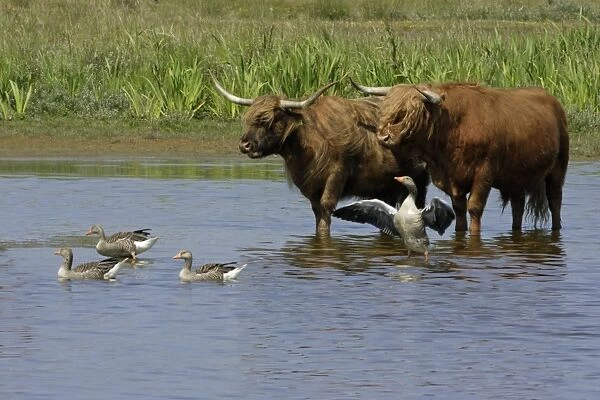 Highland Cattle-standing in lake with Greylag geese, to cool down in summer, Isle of Texel, Holland
