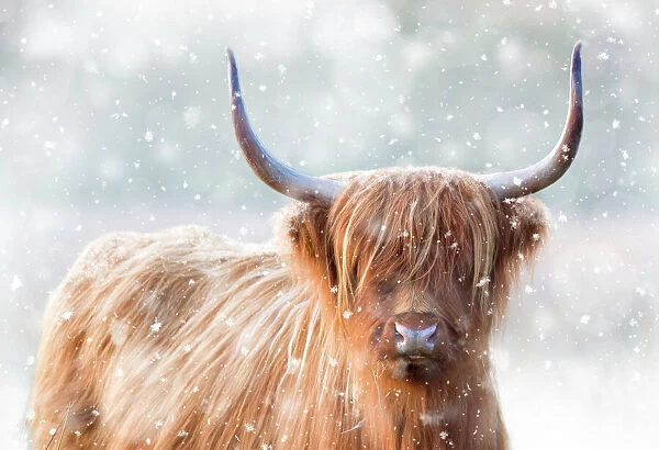 Highland Cattle - in winter snow