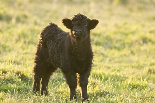 Highland Cattle - young - Norfolk grazing marsh - UK