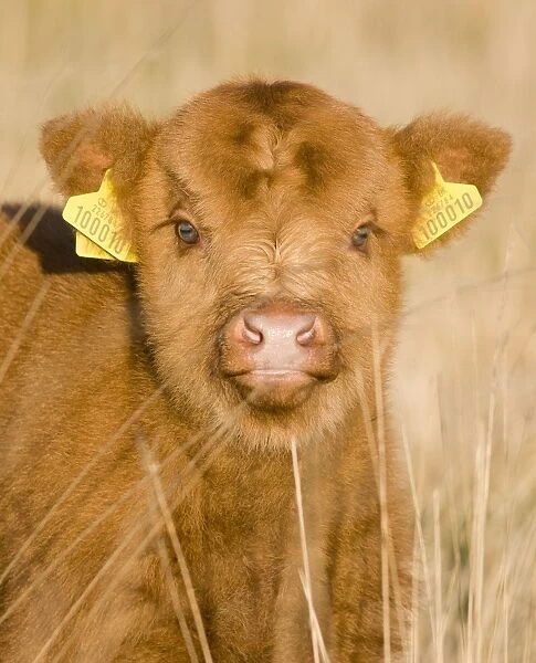 Highland Cattle - young with tags on ears - Norfolk grazing marsh - UK