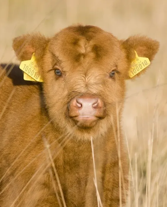 Framed Print : Highland Cattle - young with tags on ears - Norfolk grazing marsh - UK Framed Print : Highland Cattle - young with tags on ears - Norfolk grazing marsh - UK