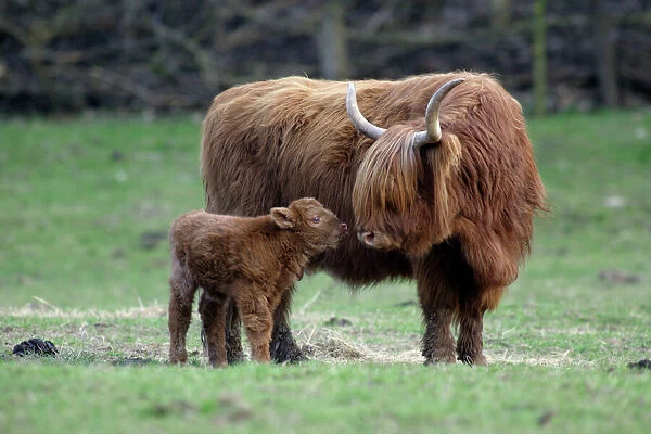 Highland Cow with Calf - Calf seeks contact from mother