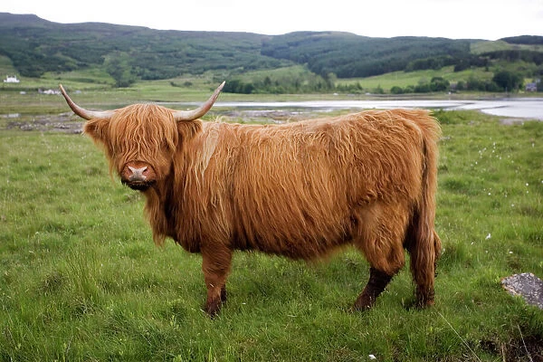 Highland cow on Isle of Mull, Scotland, UK