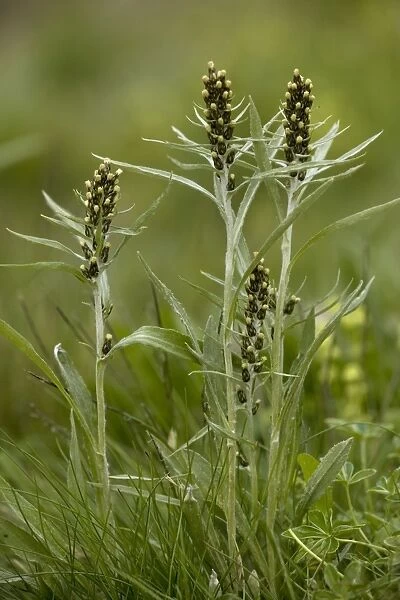 Highland cudweed (Gnaphalium norvegicum = Omalotheca norvegica). UK rarity, in flower