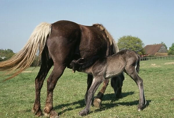 Highland Horse - mare & foal