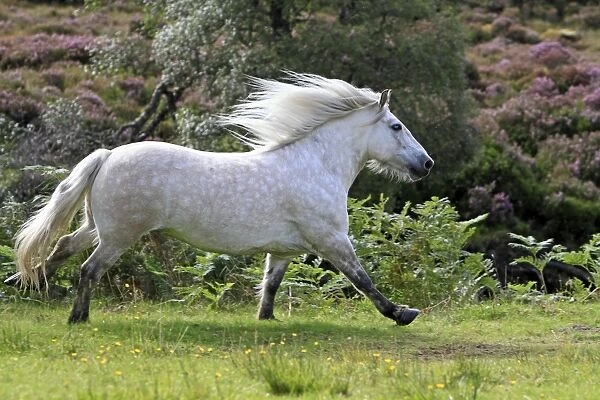 Highland Pony - trotting