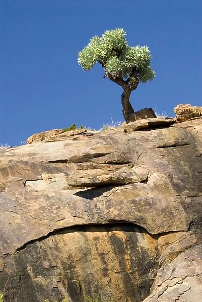 Highveld Cabbage Tree perched on steep rock face. Mountain Zebra National Park, Eastern Cape, South Africa