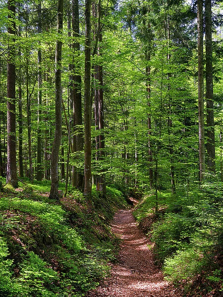 Hiking trail in primeval forest in the National Park Bavarian Forest near Sankt Oswald. Europe, Central Europe, Germany, Bavaria Date: 02-06-2021