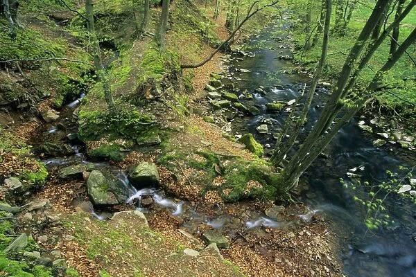Hill Stream - with tributary, in spring, Bramwald forest nature park Lower Saxony, Germany