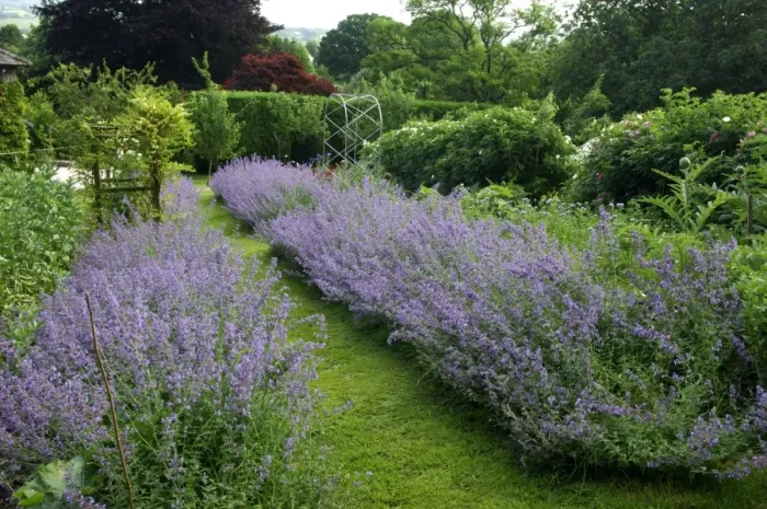 Framed Print : Six Hills Giant - A nice show of Nepeta at a Devon garden, UK. June Framed Print : Six Hills Giant - A nice show of Nepeta at a Devon garden, UK. June