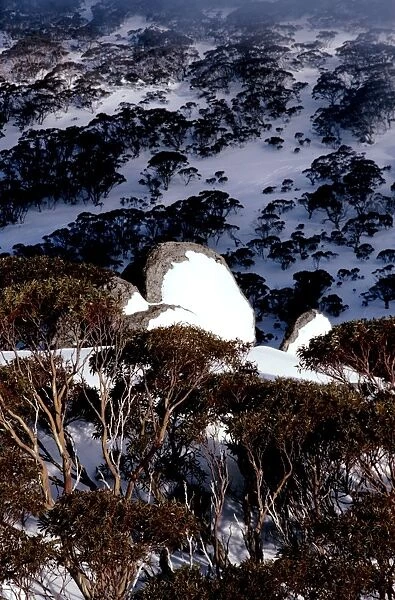Hillside with covering of Snow gums in winter, Kosciuszko National Park, New South Wales, Australia JPF09527