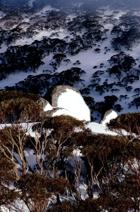 Framed Print : Hillside with covering of Snow gums in winter, Kosciuszko National Park, New South Wales, Australia JPF09527 Framed Print : Hillside with covering of Snow gums in winter, Kosciuszko National Park, New South Wales, Australia JPF09527