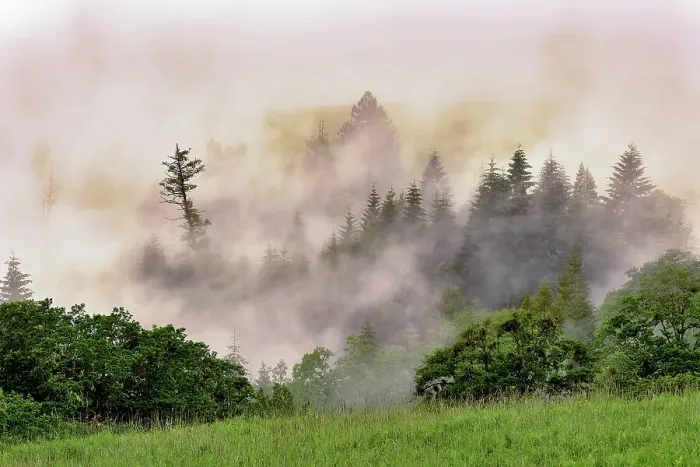 Framed Print : Hillside of evergreen trees among fog, Bald Hills Road, California Date: 05-06-2009 Framed Print : Hillside of evergreen trees among fog, Bald Hills Road, California Date: 05-06-2009