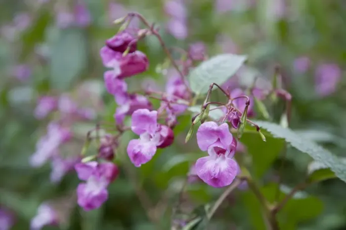 Framed Print : Himalayan Balsam - Cornwall - UK Framed Print : Himalayan Balsam - Cornwall - UK