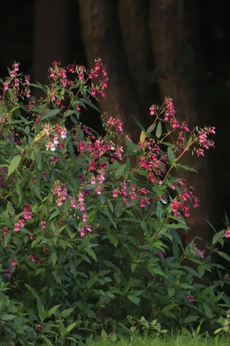 Framed Print : Himalayan Balsam - flowering at edge of stream, Hessen, Germany Framed Print : Himalayan Balsam - flowering at edge of stream, Hessen, Germany