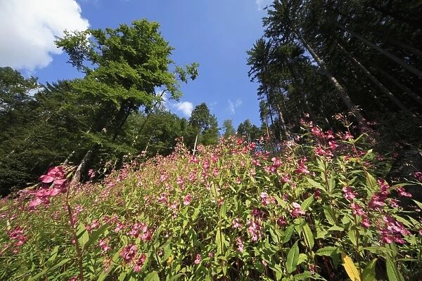 Himalayan Balsam - flowering in forest, Hessen, Germany