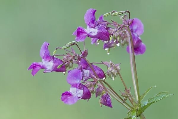 Himalayan Balsam - flowers covered in dew drops - Lower Saxony - Germany