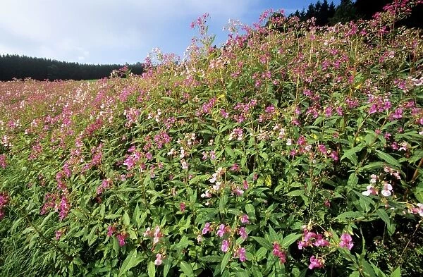 Himalayan Balsam - growing in ditch