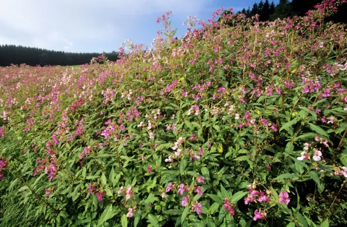 Framed Print : Himalayan Balsam - growing in ditch Framed Print : Himalayan Balsam - growing in ditch
