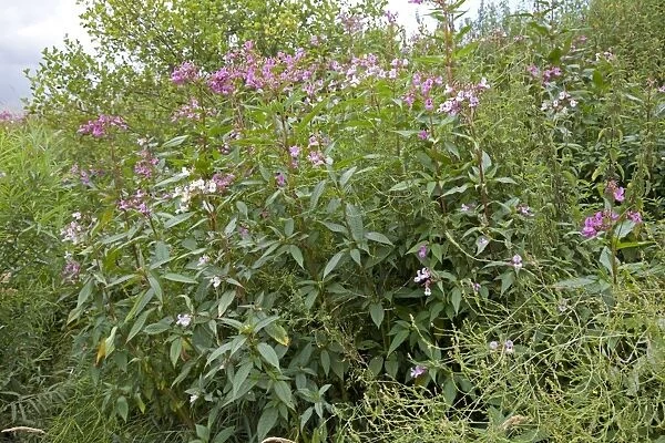 Himalayan balsam plants - invading banks of River Wye - Hoarwithy - UK