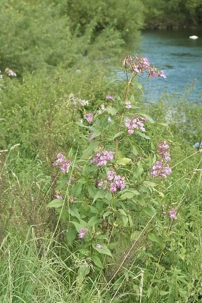 Himalayan balsam plants invading banks of River Wye
